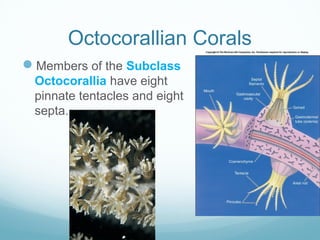 Octocorallian Corals
Members of the Subclass
Octocorallia have eight
pinnate tentacles and eight
septa.
 