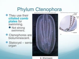 Phylum Ctenophora
They use their
ciliated comb
plates for
swimming.
Not strong
swimmers.
Ctenophores are
bioluminescent.
Statocyst – sense
organ
 