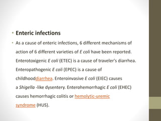13. e.coli