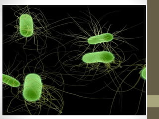 Classification of Enterobacteriaceae
Enterobacteriaceae
Lactose fermenters
E. coli, Citrobacter,
Klebsiella, Enterobacter
...
