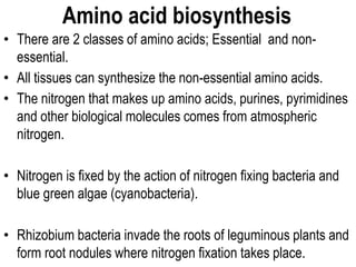 Amino acid biosynthesis
• There are 2 classes of amino acids; Essential and non-
essential.
• All tissues can synthesize the non-essential amino acids.
• The nitrogen that makes up amino acids, purines, pyrimidines
and other biological molecules comes from atmospheric
nitrogen.
• Nitrogen is fixed by the action of nitrogen fixing bacteria and
blue green algae (cyanobacteria).
• Rhizobium bacteria invade the roots of leguminous plants and
form root nodules where nitrogen fixation takes place.
 