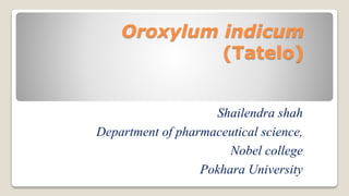 Oroxylum indicum
(Tatelo)
Shailendra shah
Department of pharmaceutical science,
Nobel college
Pokhara University
 