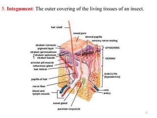 Excretory system | PPTX