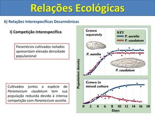 6) Relações Interespecíficas Desarmônicas
I) Competição Interespecífica
Relações Ecológicas
Paramécios cultivados isolados
apresentam elevada densidade
populacional
Cultivados juntos a espécie de
Paramecium caudatum tem sua
população reduzida devido à intensa
competição com Paramecium aurelia.
 