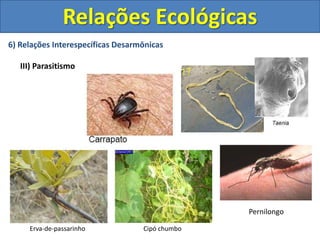 6) Relações Interespecíficas Desarmônicas
III) Parasitismo
Erva-de-passarinho Cipó chumbo
Pernilongo
Relações Ecológicas
 
