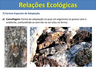 7) Formas Especiais de Adaptação
a) Camuflagem: Forma de adaptação na qual um organismo se parece com o
ambiente, confundindo-se com ele na cor e/ou na forma.
Relações Ecológicas
 