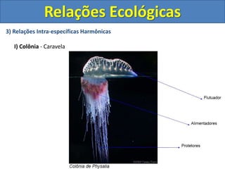 3) Relações Intra-específicas Harmônicas
I) Colônia - Caravela
Relações Ecológicas
 