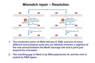 DNA damage and repair systems