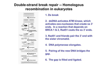 DNA damage and repair systems