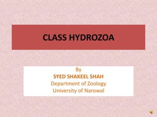 CLASS HYDROZOA
By
SYED SHAKEEL SHAH
Department of Zoology
University of Narowal
 