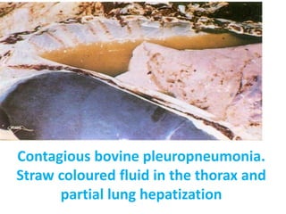 13. Contagious bovine pleuropneumonia | PDF
