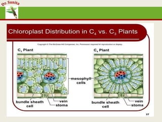 Photosynthesis - dark reaction