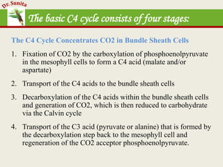 Photosynthesis - dark reaction