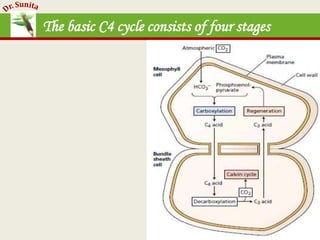 Photosynthesis - dark reaction