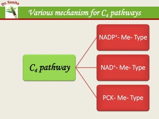 Photosynthesis - dark reaction