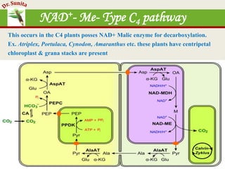 Photosynthesis - dark reaction