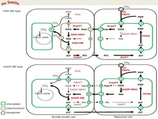 Photosynthesis - dark reaction