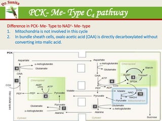 Photosynthesis - dark reaction