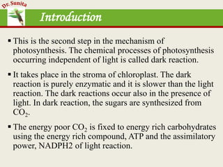 Photosynthesis - dark reaction