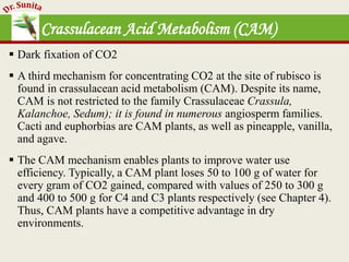 Photosynthesis - dark reaction