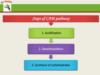 Photosynthesis - dark reaction