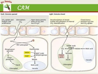 Photosynthesis - dark reaction