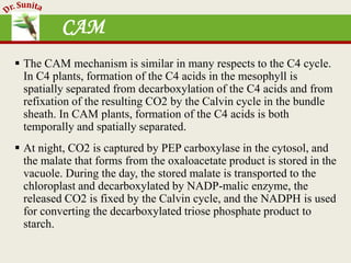 Photosynthesis - dark reaction