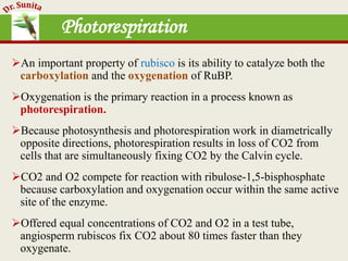 Photosynthesis - dark reaction