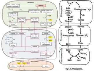 Photosynthesis - dark reaction