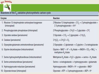 Photosynthesis - dark reaction