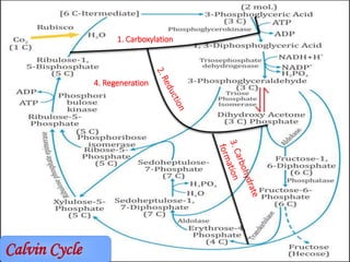 Photosynthesis - dark reaction