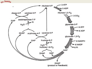 Photosynthesis - dark reaction