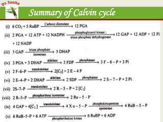 Photosynthesis - dark reaction