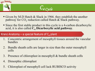 Photosynthesis - dark reaction