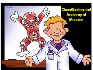 Classificationand
Anatomyof
Muscles
 