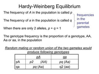 The frequency of A in the population is called p
The frequency of a in the population is called q
When there are only 2 alleles, p + q = 1
The genotype frequency is the proportion of a genotype, AA,
Aa or aa, in the population
Random mating or random union of the two gametes would
produce following genotypes
frequencies
in the
parental
gametes
Hardy-Weinberg Equilibrium
pA qa
pA p2 (AA) pq (Aa)
qa pq (Aa) q2 (aa)
 