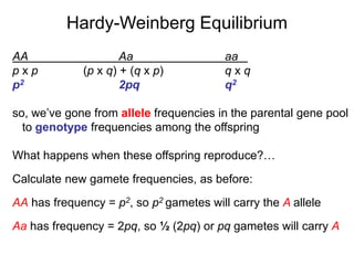 AA Aa aa
p x p (p x q) + (q x p) q x q
p2 2pq q2
so, we’ve gone from allele frequencies in the parental gene pool
to genotype frequencies among the offspring
What happens when these offspring reproduce?…
Calculate new gamete frequencies, as before:
AA has frequency = p2, so p2 gametes will carry the A allele
Aa has frequency = 2pq, so ½ (2pq) or pq gametes will carry A
Hardy-Weinberg Equilibrium
 