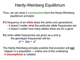 Thus, we can draw 2 conclusions from the Hardy-Weinberg
equilibrium principle:
#1) frequency of an allele stays the same over generations
- it doesn’t matter what the particular allele frequencies are
- it doesn’t matter how many alleles there are for a gene
#2) when allele frequencies are given as p and q,
the genotype frequencies will be:
p2 + 2pq + q2
The Hardy-Weinberg principle predicts that evolution will not
happen in a population -- unless one of the underlying
4 assumptions is violated
Hardy-Weinberg Equilibrium
 