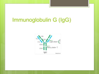 Immunoglobulin G (IgG)
 