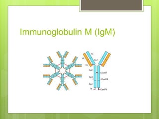 Immunoglobulin M (IgM)
 