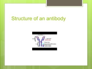 Structure of an antibody
 