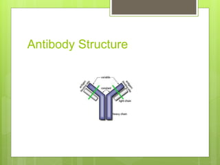 Antibody Structure
 