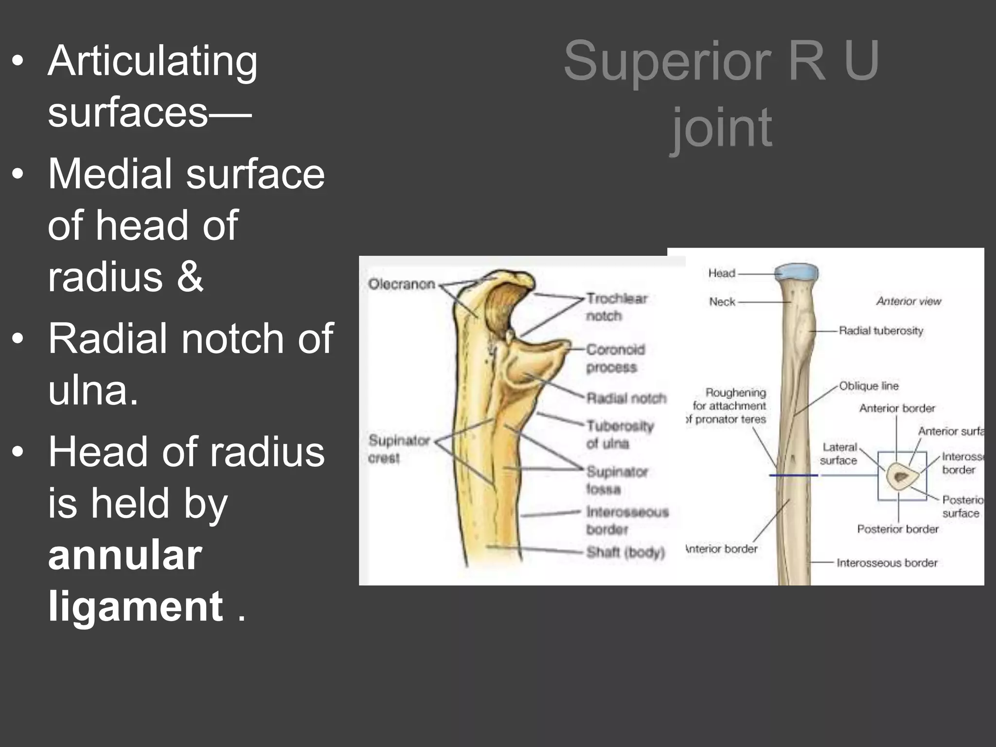 13. radio ulnar joints | PPTX