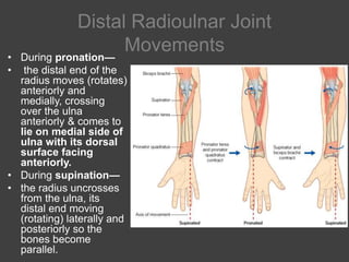 13. radio ulnar joints | PPTX