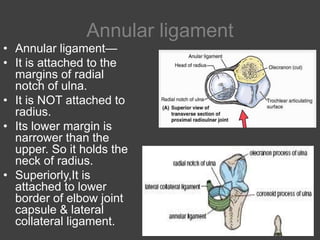 13. radio ulnar joints | PPTX
