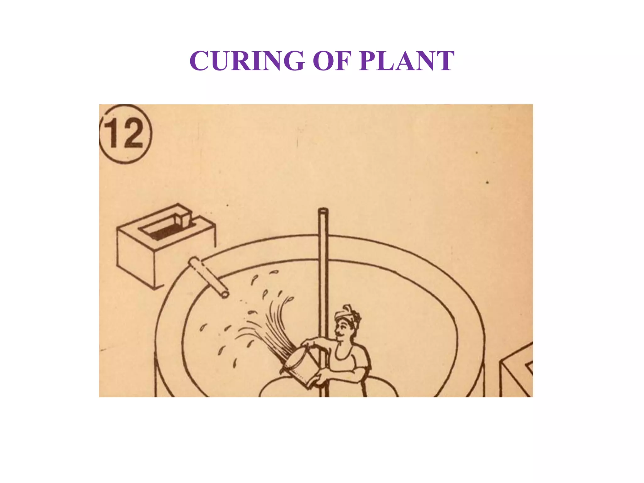 CURING OF PLANT
