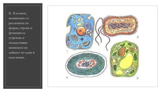б) Клетките,
независимо от
различната си
форма, строеж и
функции са
устроени и
осъществяват
жизнената си
дейност по един и
същ начин.
 