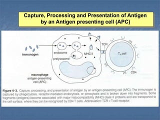 Immune Response.pptx