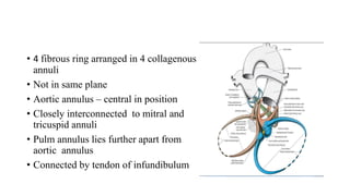 13.conducting system and fibroskeleton of heart.pptx
