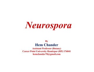 Neurospora
By
Hem Chander
Assistant Professor (Botany)
Career Point University Hamirpur (HP) 176041
hemchander78@gmail.com
 
